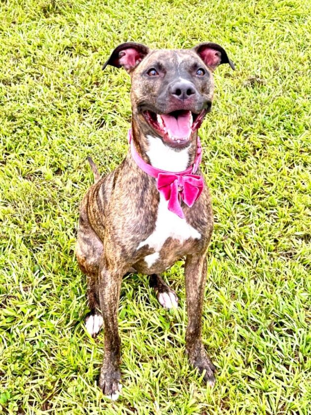 Cape Coral Animal Shelter Looking for a loving home News, Sports